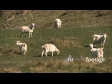 Goats Grazing 1 2810